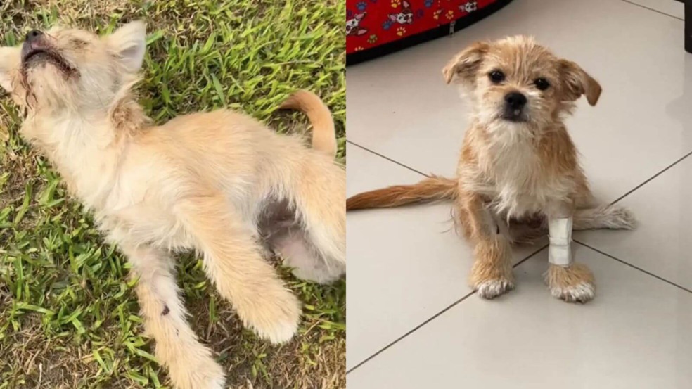 Cachorro atropelado ganha cadeira de rodas