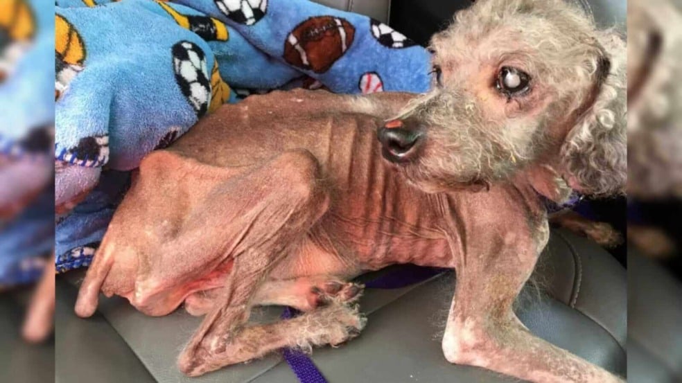 Cachorro magro doente