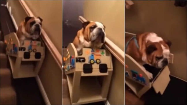 Cachorro boldogue em elevador