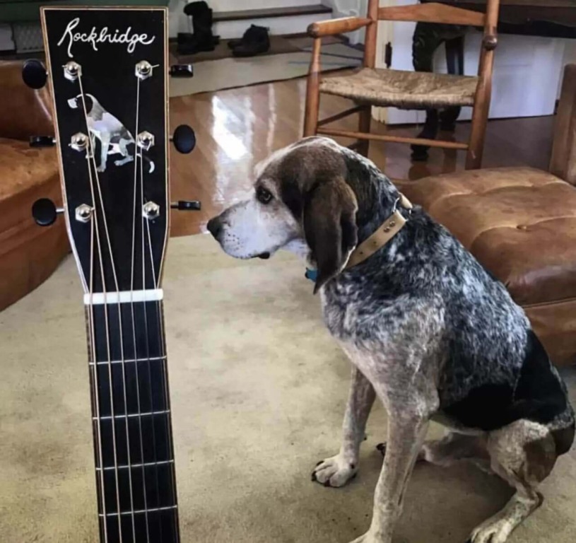 Cachorro ao lado de violão