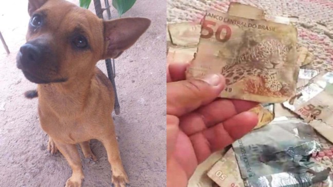Cachorro caramelo rasga mais de mil reais
