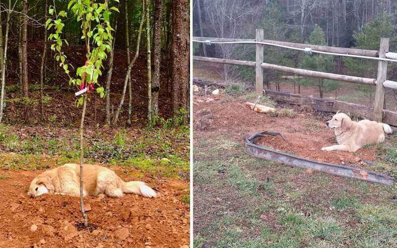 Cachorro golden retriever deitado em terra