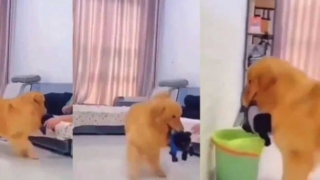 Cachorro com ciúmes joga filhote no lixo