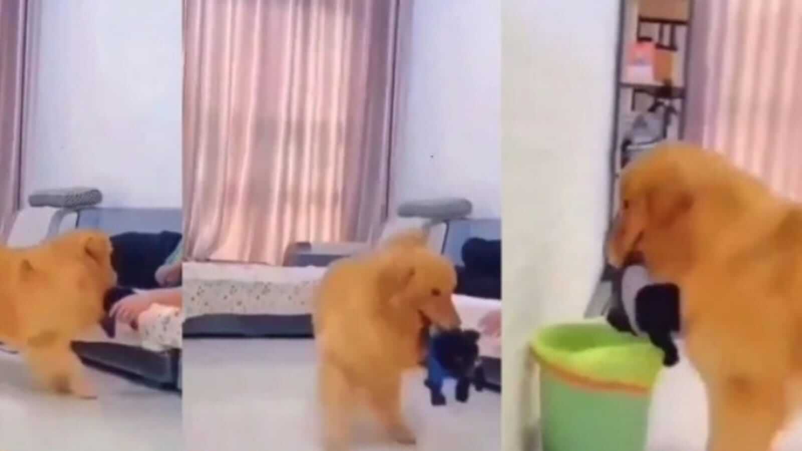 Cachorro com ciúmes joga filhote no lixo