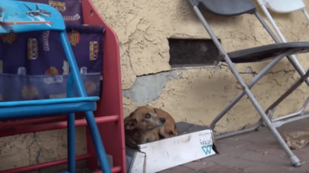 Cachorro deitado em caixa de sapatos