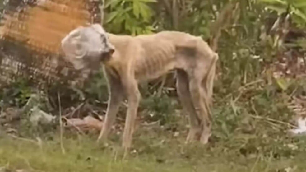 Foto: Reprodução/Facebook/Projeto Boonie Flight