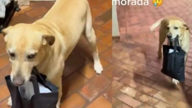 (Foto: Reprodução/Anda)