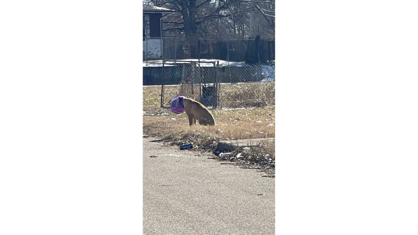 Cachorro com balde preso na cabeça