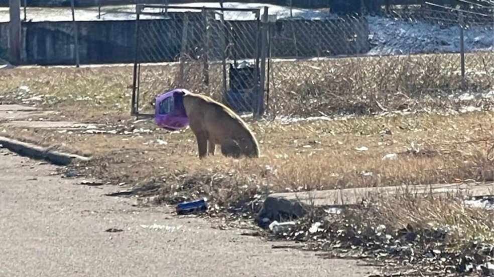 Cachorro com balde preso na cabeça