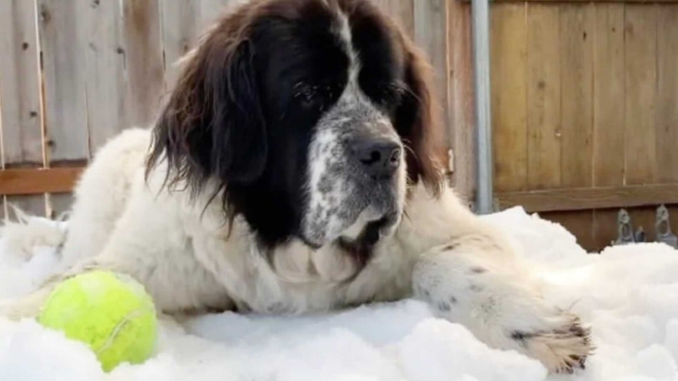 Cachorro com bolinha de tênis em monte de neve