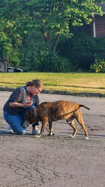 Cachorro com câncer reúne vizinhos para sua última caminhada