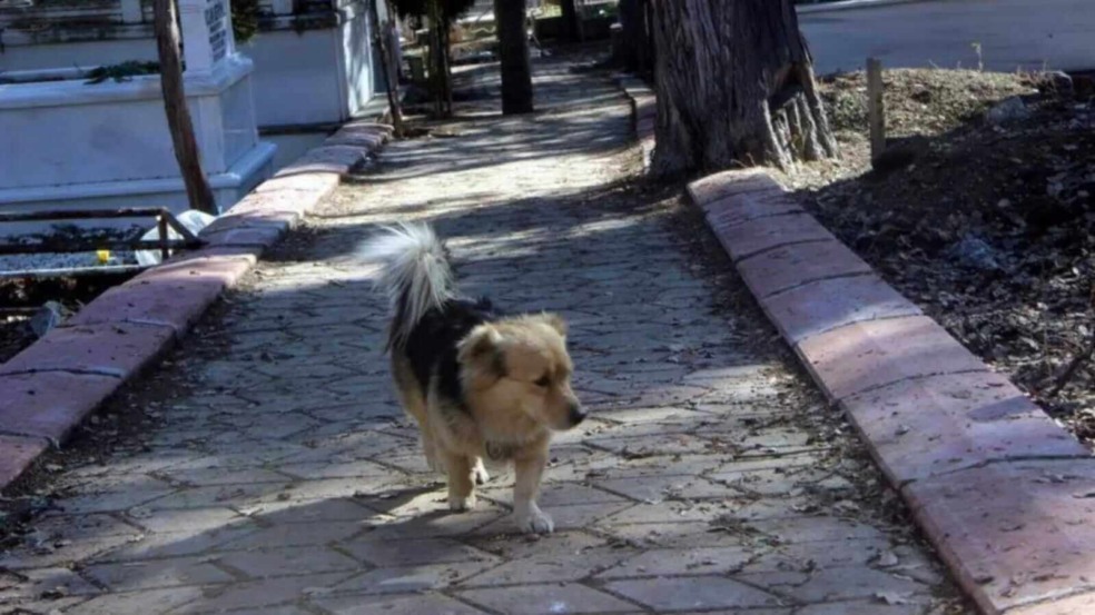 Cachorro em cemitério