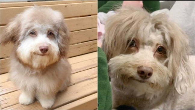 Duas fotos de cachorro