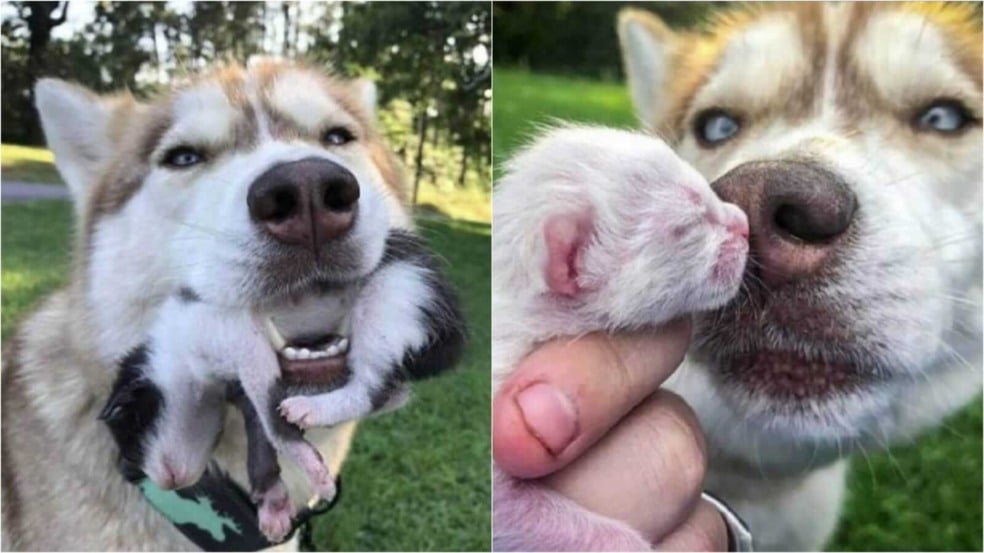 Cachorro husky e filhotes