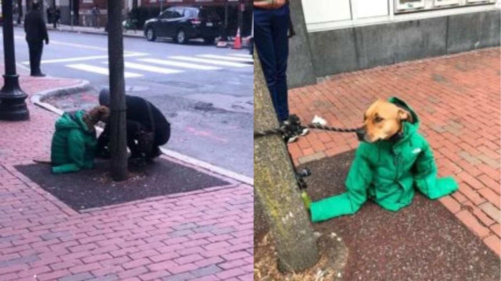 (Foto: Kristina Hollie – Dogspotting/Facebook)