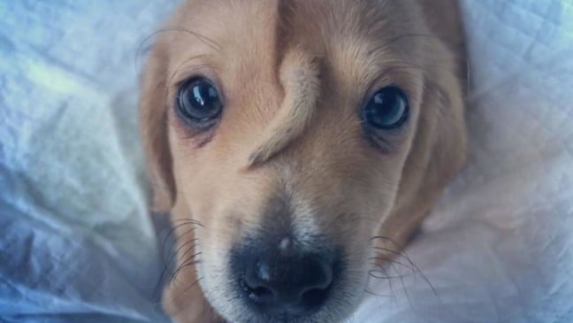 (Foto: reprodução/catiororeflexivo)