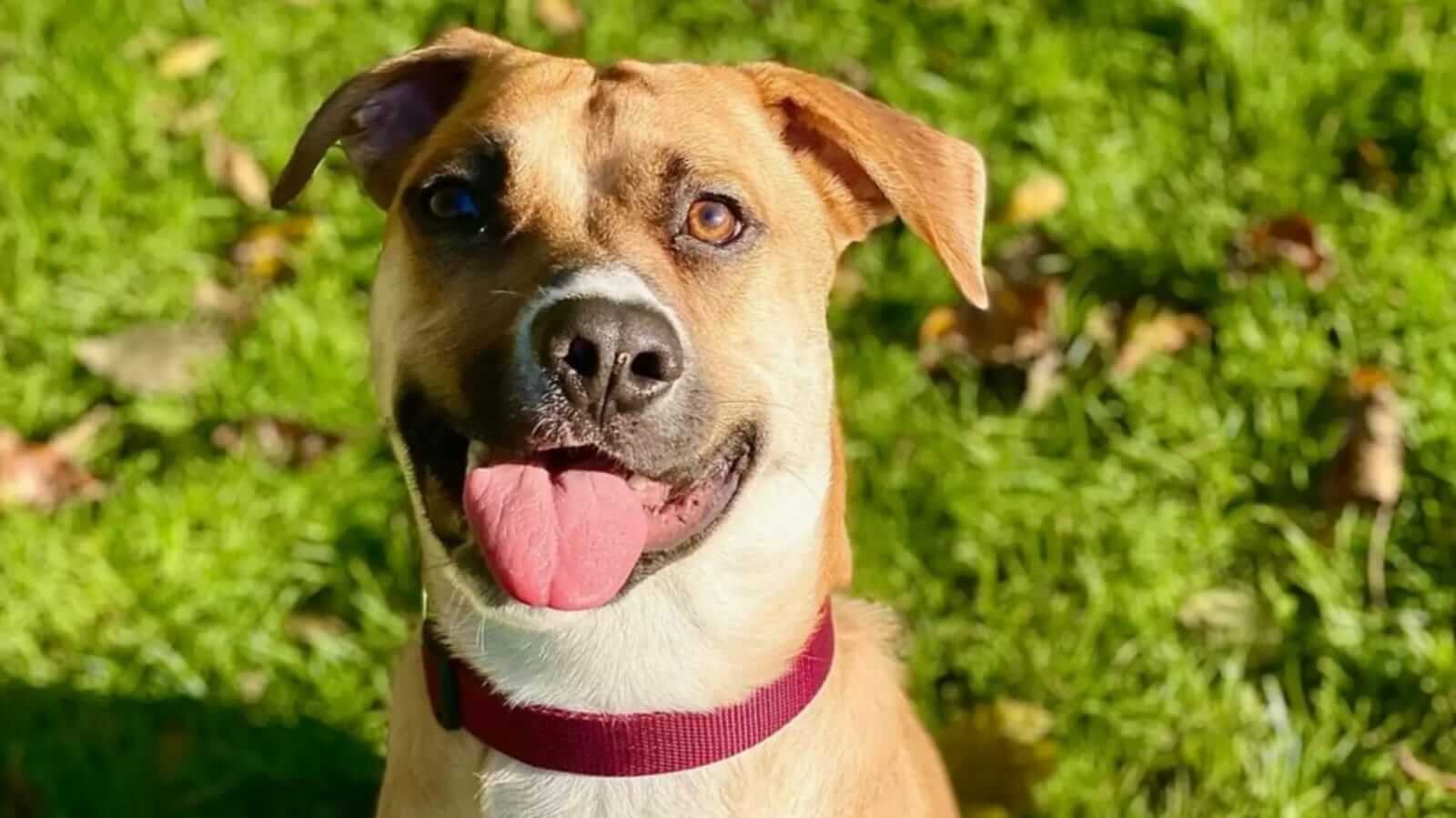 Cachorro com sorriso torto, sentado em grama