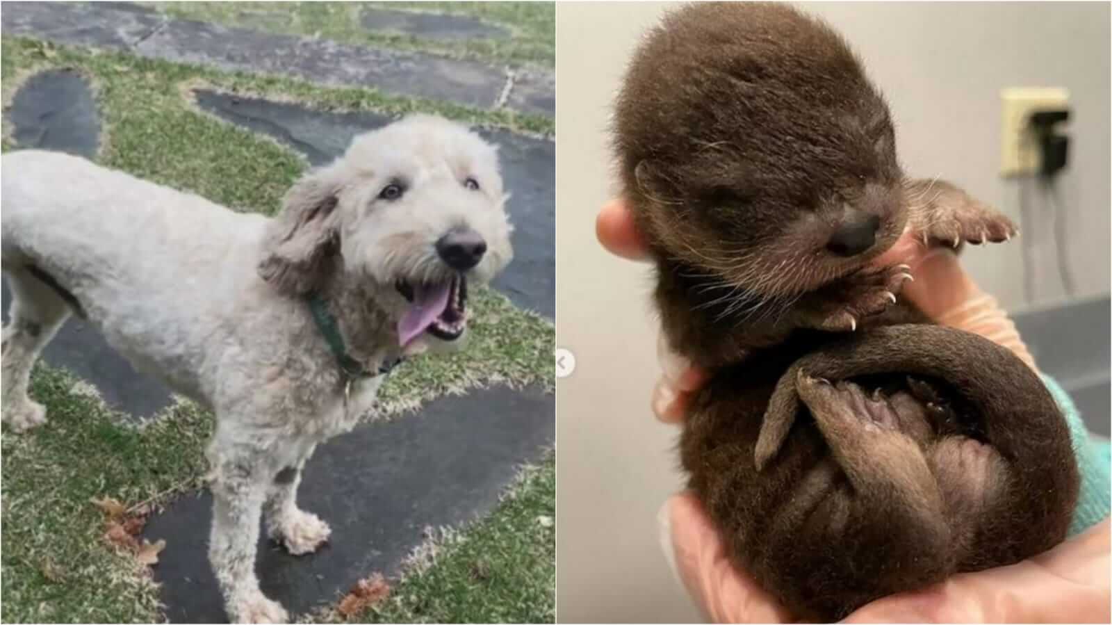 Cachorro e bebê lontra