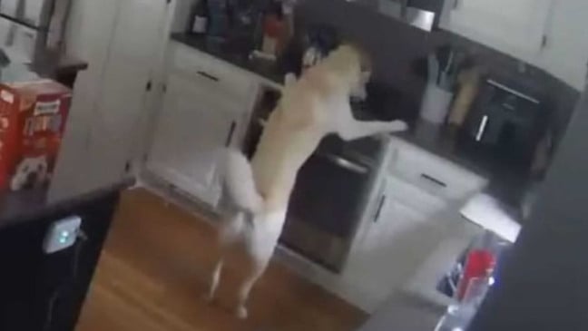 Cachorro apoiado em fogão