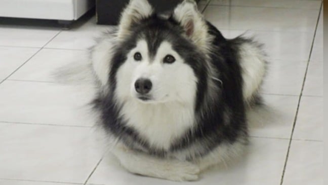 Cachorro deitado como gato