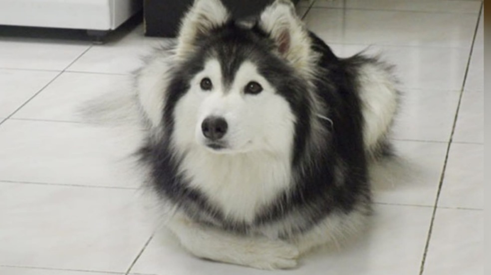 Cachorro deitado como gato