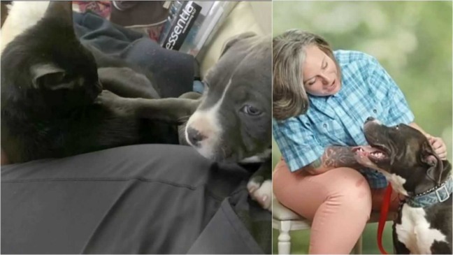 Mulher brincando com cachorro e filhote de cachorro com gato preto