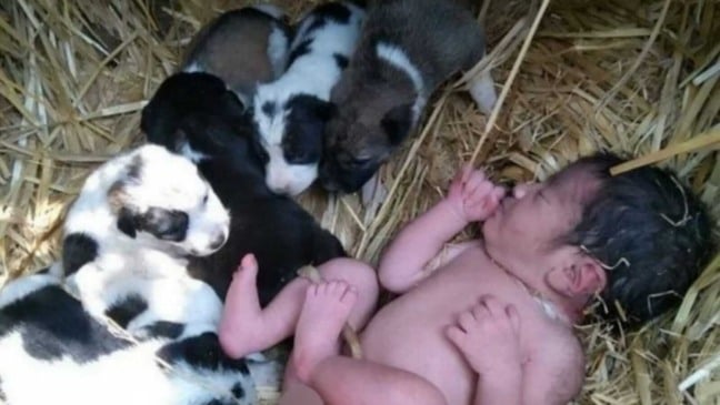 Bebê deitado em palha com filhotes de cachorro