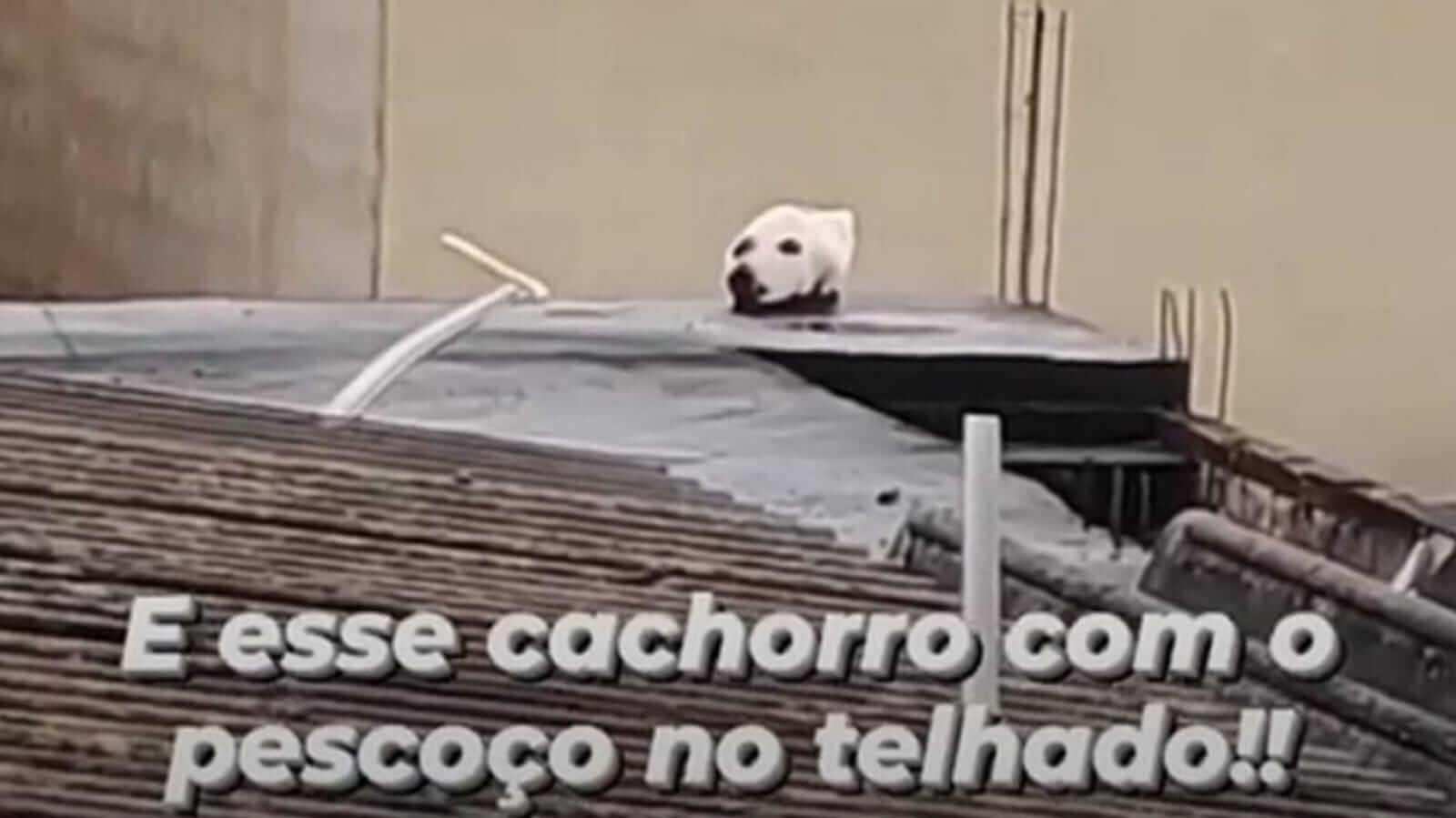 Print de vídeo de animal em telhado