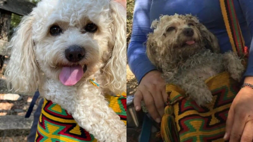 Foto: Reprodução/X/Alexis Pepillo