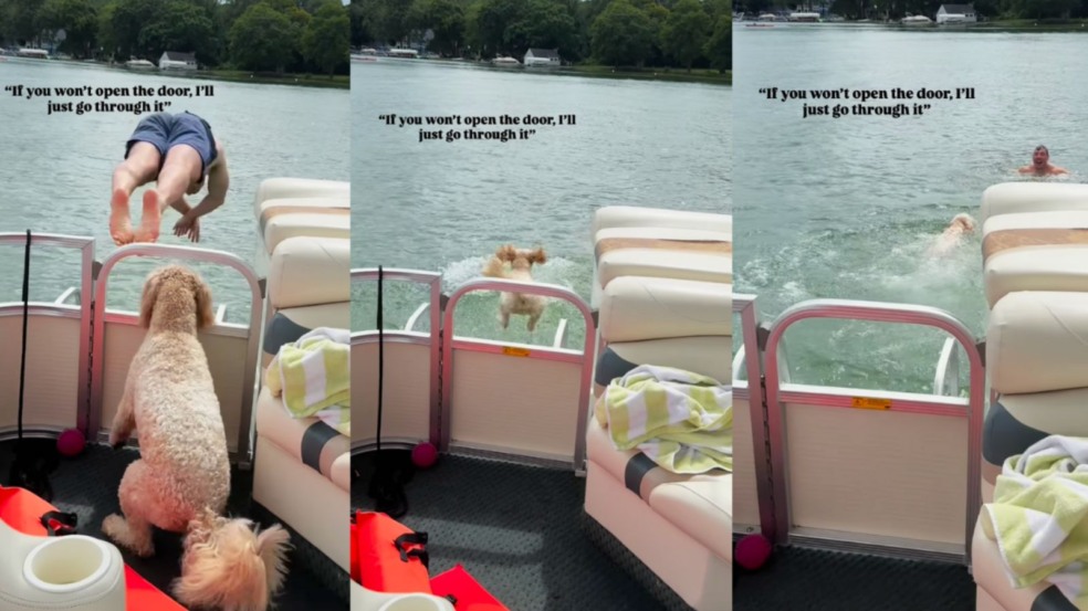 Foto: Reprodução/@wyldeolives /Instagram/Dog Time