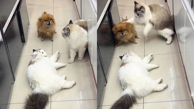 Cachorro interrompe briga de gatos