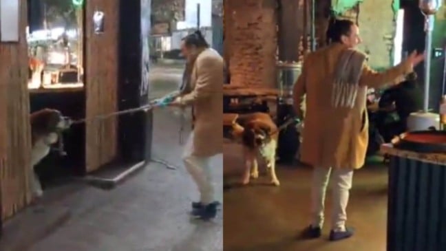 Cachorro danado sempre leva seu tutor direto para seu bar favorito