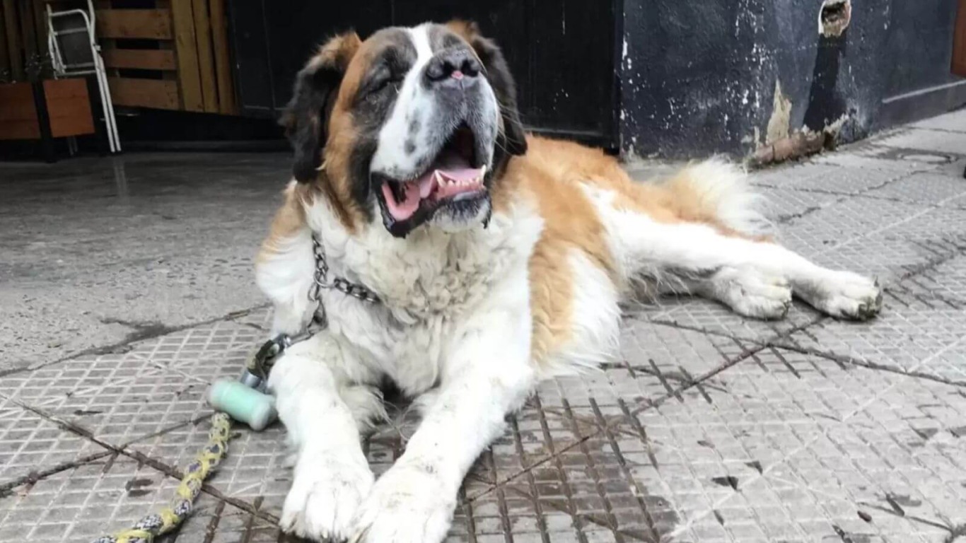 Cachorro danado sempre leva seu tutor direto para seu bar favorito
