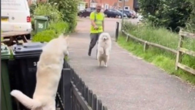 Cachorros se encontrando