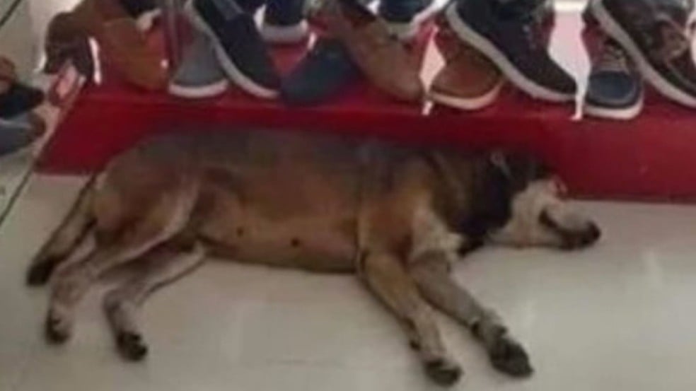 (Foto: Reprodução/catiororeflexivo)