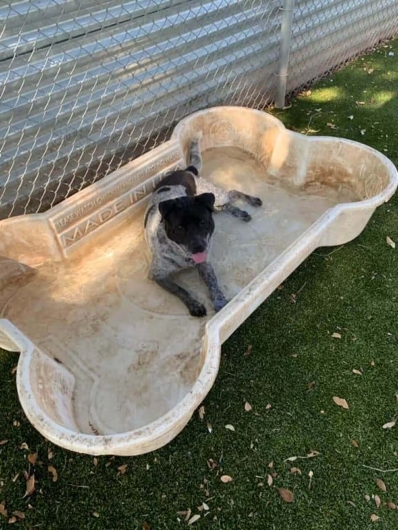 Cachorro em piscina