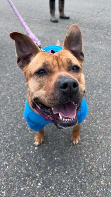 Cachorro com roupa azul