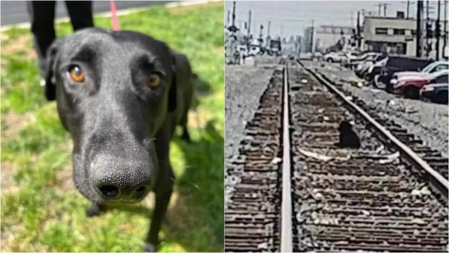 Cachorro em trilho de trem