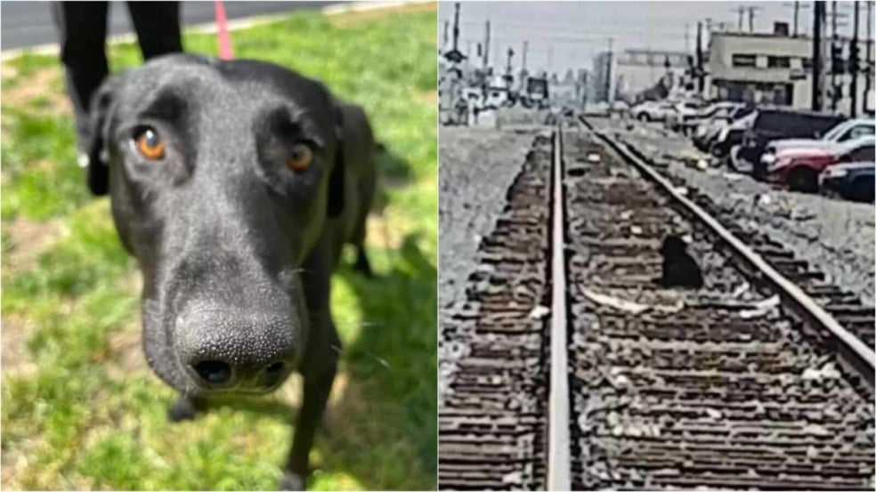 Cachorro em trilho de trem
