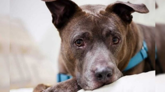 Foto: Cortesia de Lake Humane Society