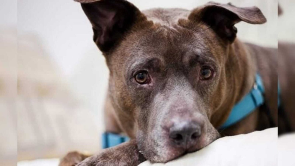 Foto: Cortesia de Lake Humane Society