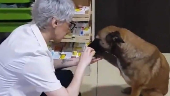 Mulher passando remédio na pata do cachorro