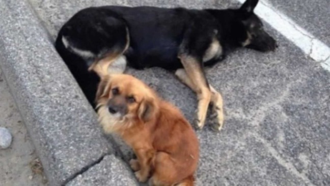 Cachorros deitados na rua