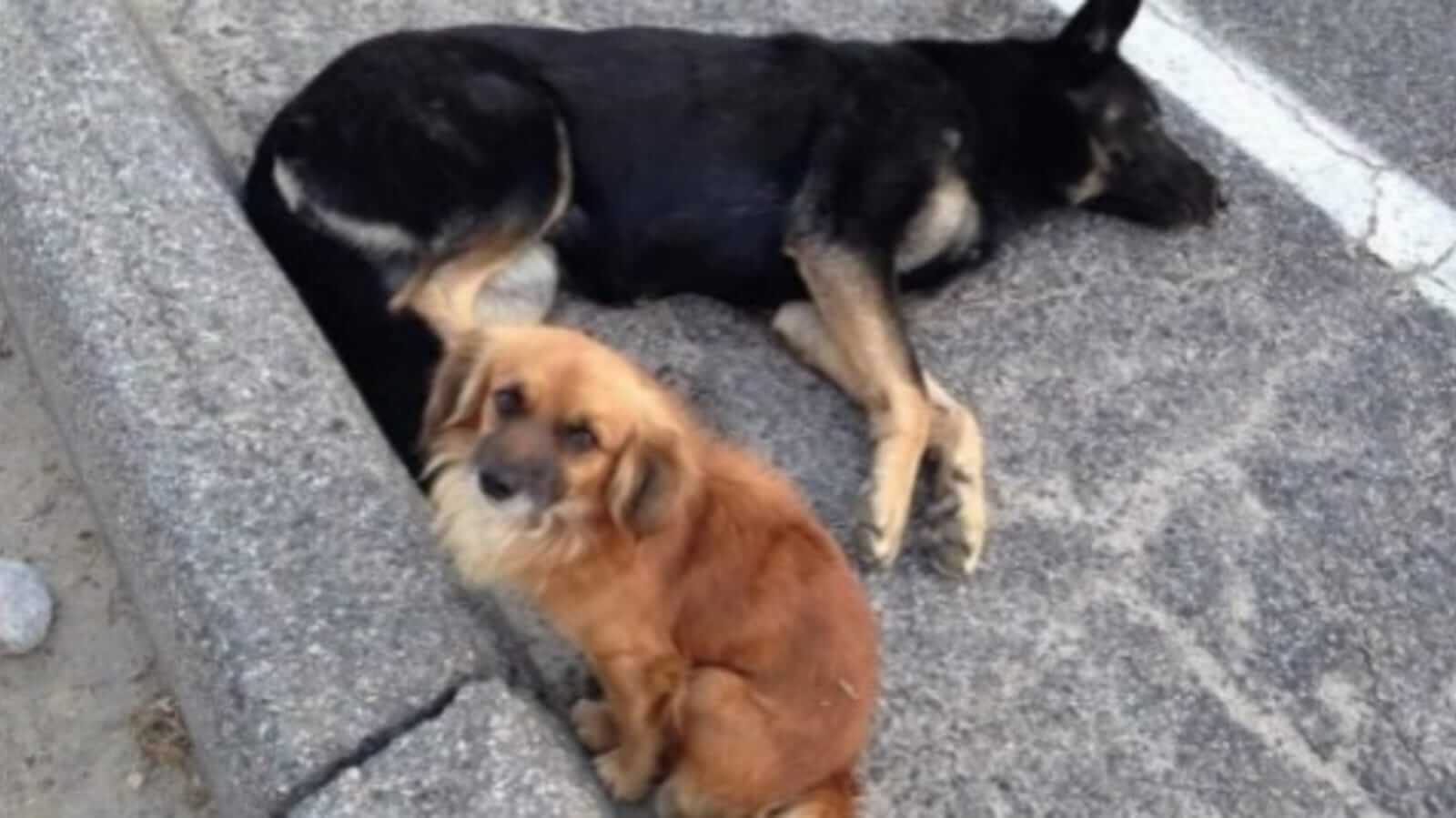 Cachorros deitados na rua