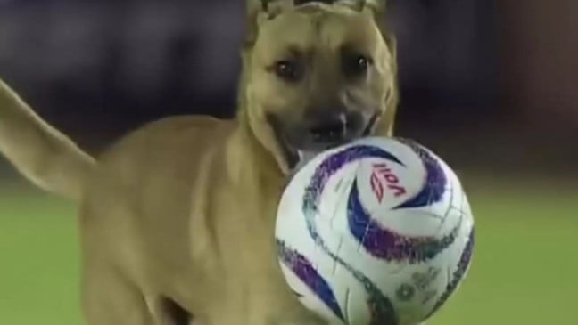 Cachorro de rua rouba a bola e ganha contrato com time de futebol