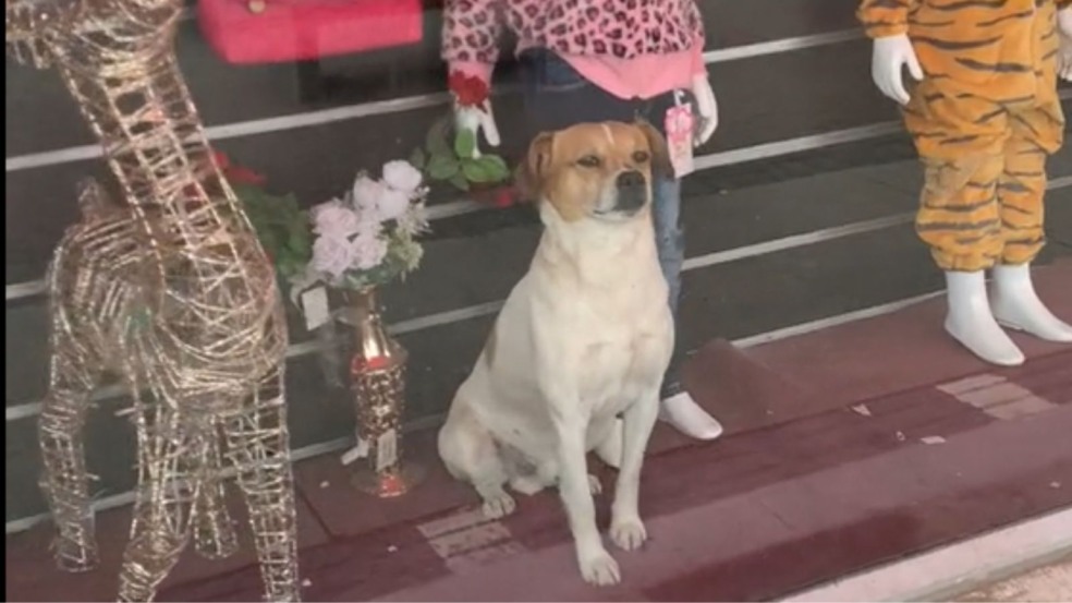 Cachorro em vitrine de loja