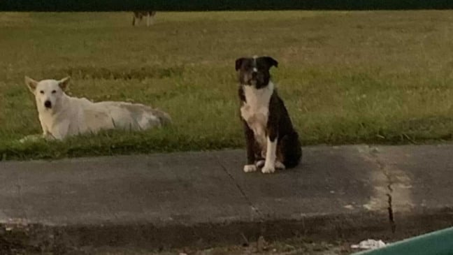 Cachorros deitados em calçada