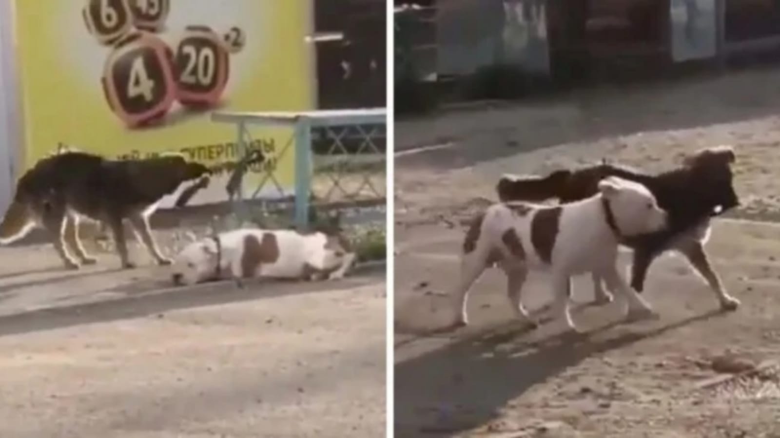 Cachorros andando juntos