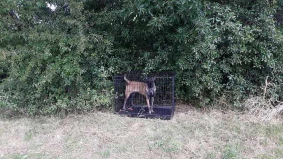 Cachorro preso em jaula