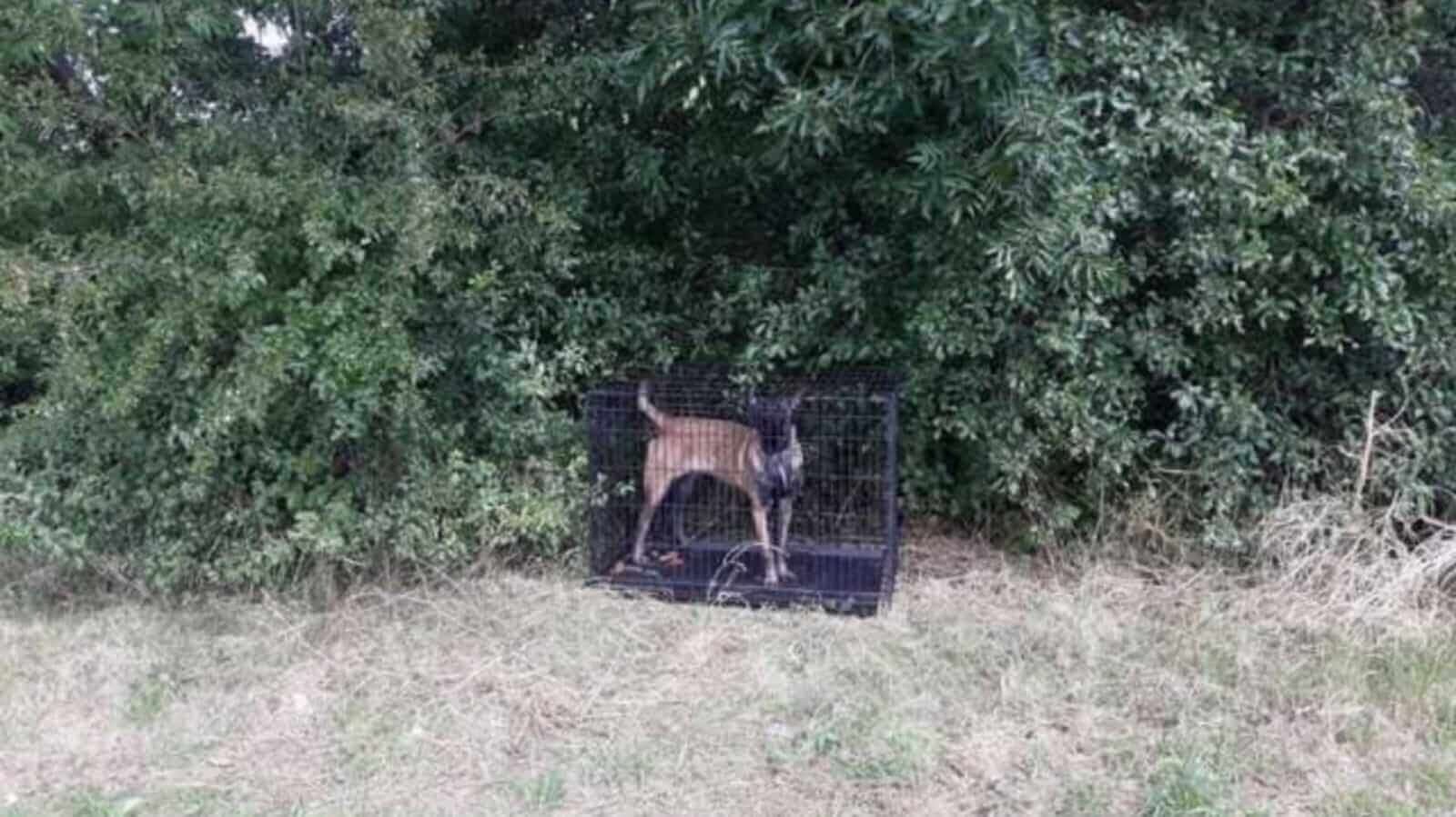 Cachorro preso em jaula